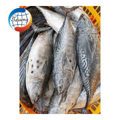 China WR Tuna Fish With Best And Organic Frozen Bonito Tuna Competitive Prices for sale