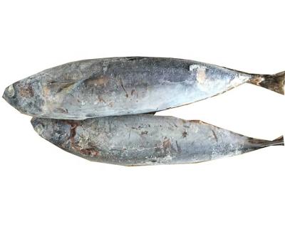 China IQF Organic Frozen Bonito Whole Round With Big Size In Stock for sale