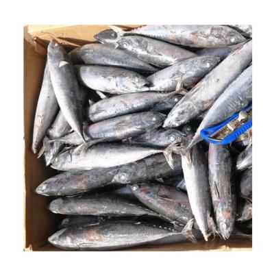 China WR FROZEN FROZEN CRASHED THE BONITO for sale