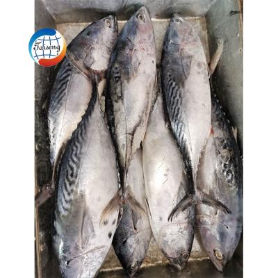 China New Production Ocean Organic Seafood Frozen Bonito Fish for sale