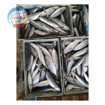 China Low-CARB Frozen Whole Round Ground Bonito For Sale for sale