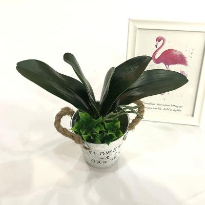 China Artificial Touch Phalaenopsis Orchid Leaves Simulation Natural Touch Real Green Plant for sale