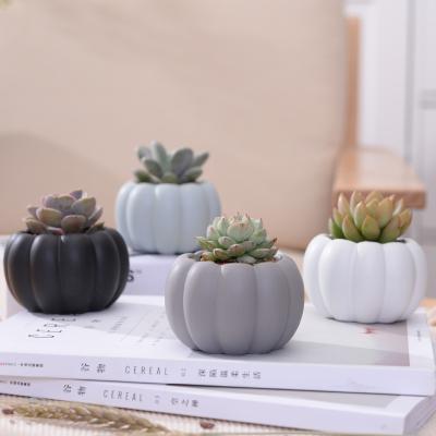 China CLASSIC Colorful Mini Pumpkin Shape Matte Planter Ceramic Matte Succulent Pot for sale