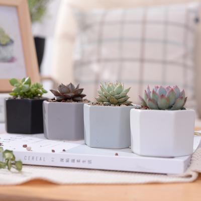 China CLASSIC Shape Companion Wholesale Polygon Plant Flower Pot Ceramic Succulent Pot for sale