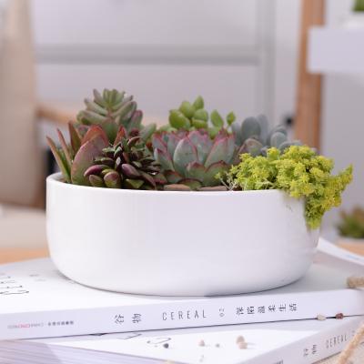 China CLASSIC High Quality Succulent Plant Outlet Hot Sale Round White Ceramic Pots For Plants for sale