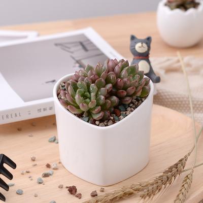 China Home and Garden Porcelain Heart Shape Modern Nordic Cheap White Flower Pot for Succulent for sale