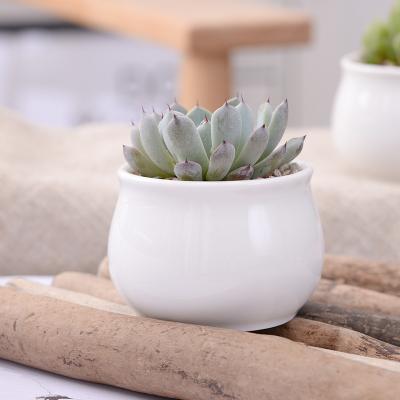 China ModernSucculents Mini Lovely Porcelain Round Seedling Modern Gardening White Pot ZAKKA for sale