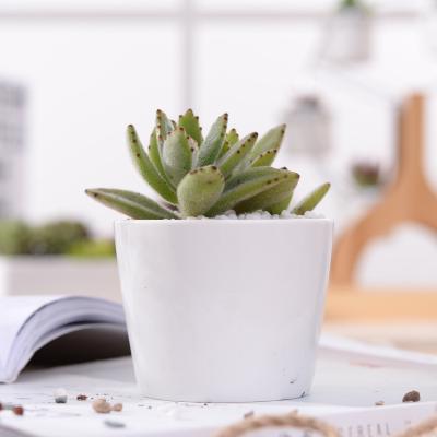 China Wholesale Modern Porcelain Cup Shape Flower Pot Plant Ceramic White Round Succulent Pot for sale