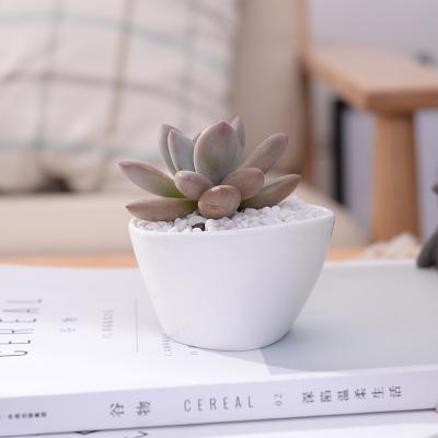 China Modern White Mini Triangle Succulent Pots Irregular Shape Garden Gifts Ceramic Plant Pot for sale