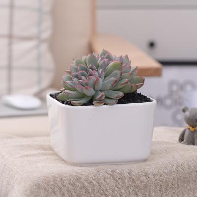 China Modern Factory Wholesale Minimalist Square 4 Inch White Flower Pots Ceramic Planters for sale