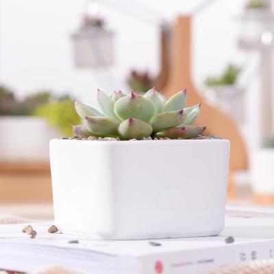 China Modern Nordic Modern Cheap Succulent Ceramic White Square Flower Pot Of Mini Flowering Plants for sale