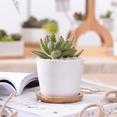 China Modern glazed ceramic succulent flower pot for indoor and outdoor pot plant bonsai with tary for sale