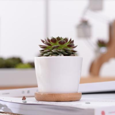 China Modern Garden Pots And Planters Ceramic White Small Succulent Flower Pots With Hook Plates for sale