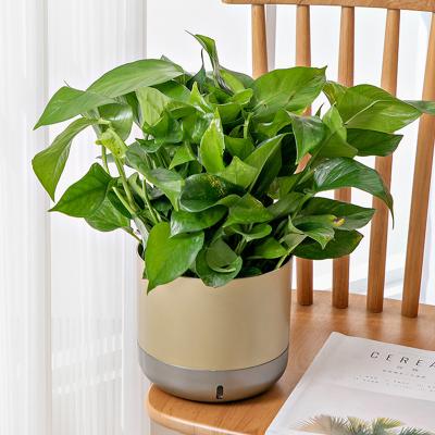 China Hot Selling Contemporary Wholesale Yizhitang Home &Garden and Office Plant Plastic Self Watering Flower Pot for sale