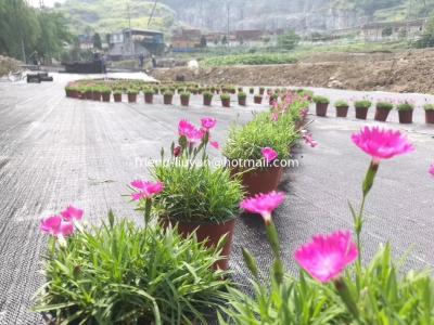 Cina Moderno 120gm Weed Blocking Ground Cover Tessuto UV Trattato PP Ground Cover in vendita