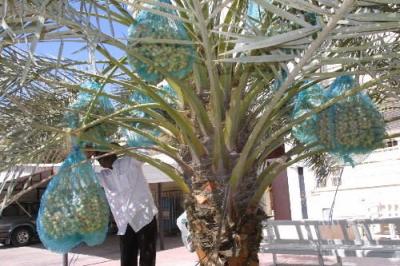 China Saco de malha de tecido verde Jujube Data de coleta Sacos de rede com corda de tração à venda