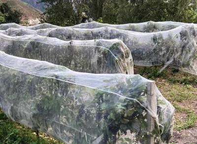 China Redes de malla antiinsectos de HDPE para protección de plantas de invernadero en venta