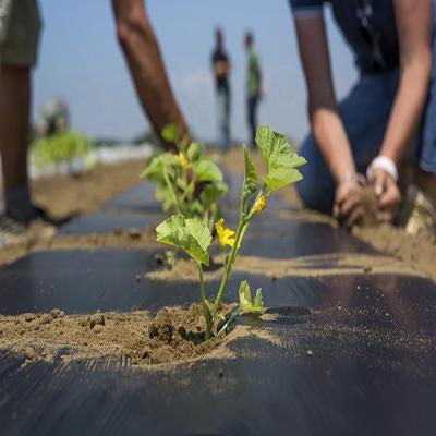 China Manufacturer Wholesale Heat Preservation 100% Eco-friendly Biodegradable PLA Mulching Film For Agriculture for sale