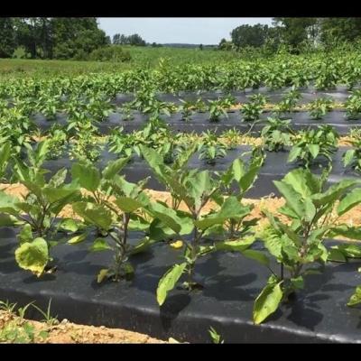 China Heat Conservation Compostable&biodegradable 100% Agricultural Black Mulching Film With PBAT PLA for sale