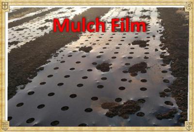 China Perforated & Non-Perforated  Plastic Mulch Film For Agricultural & Gardening for sale