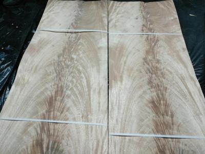 China 0.6mm thickness Mahogany, African Khaya Crotch Wood Veneer for Furniture Usage for sale