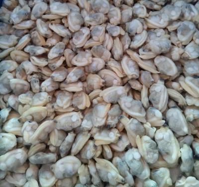 China Nature and Delicious Littleneck Clam for sale