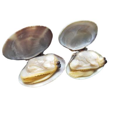 China Nature and Delicious Vacuum Baby Frozen Boiled Clam for sale