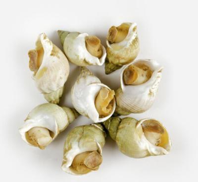 China Cooked frozen meat of whelk (Buccinum Undatum) for sale