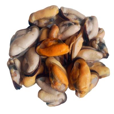 China High Quality FROZEN New Zealand Green Shell Mussels for sale