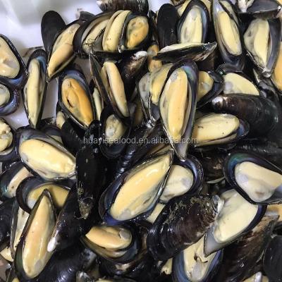 China Frozen shellfish half mussel shellfish export frozen meat for sale