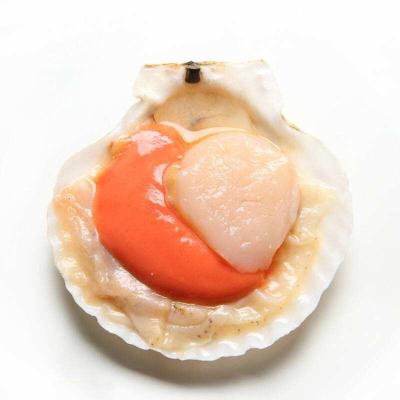 China FROZEN all natural sea scallop with half shell for sale