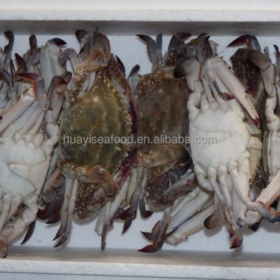 China High quality price frozen fresh blue crab JELLY for sale