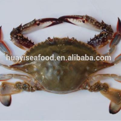 China Factory Cheap Whole Price Frozen Blue Swimming Crab JELLY For Sale for sale