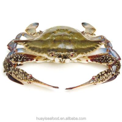 China FROZEN frozen blue swimming crabs live crab export for sale