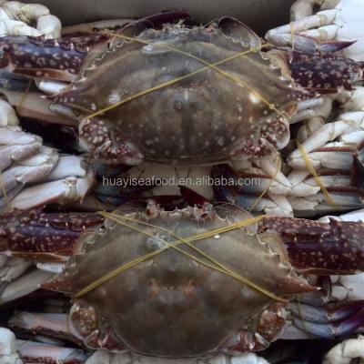 China Best High Quality Frozen Cut Crab FROZEN for sale