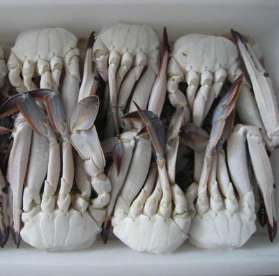 China FROZEN delicious fresh jelly half cut blue swimming crab for sale