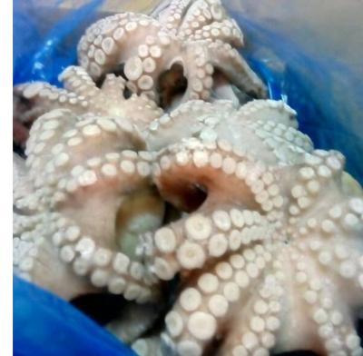 China Frozen Frozen Octopus For Sale for sale