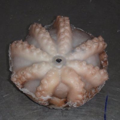 China Frozen Giant Octopus for sale