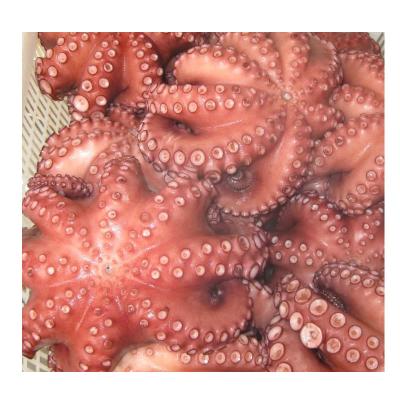 China Live Octopus For Sale 2836 for sale