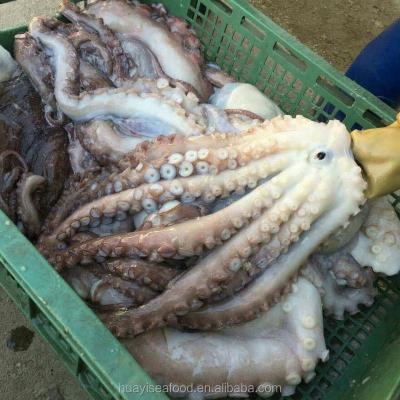 China Baby Chinese Natural Frozen Whole Round Octopus With Wholesale Price Huayi5759 for sale