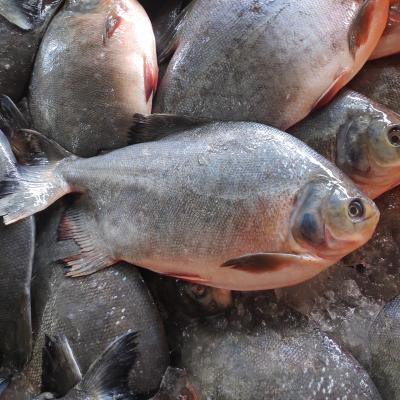 China China original FROZEN farm raised frozen red damselfish whole round on sale for sale