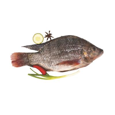 China Factory Supply FROZEN Tilapia Whole Round Fish for sale