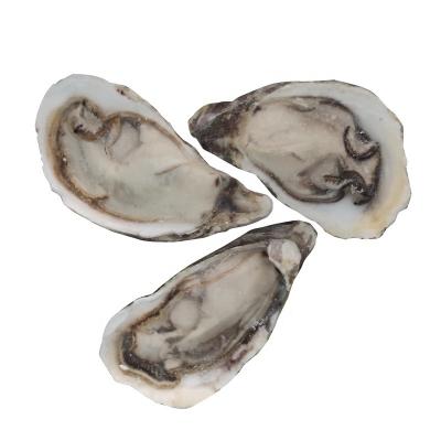 China New Local Season JELLY Half Shell Oyster Frozen Good Quality for sale