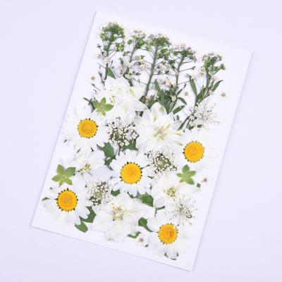 China Green Environmental Protection DIY Dry ​​Flower Embossing Real Material Real Flower Pressed Flower For Gift for sale