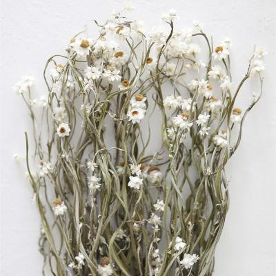 China Preserved Long Lasting Natural Dry Silver Chrysanthemum Flowers for sale