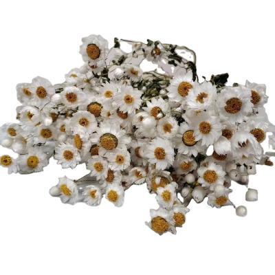 China Preserved Long Lasting White Preserved Rodanthe Flowers for sale