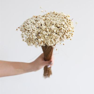 China Natural Touch Star Natural Dry Flower for sale