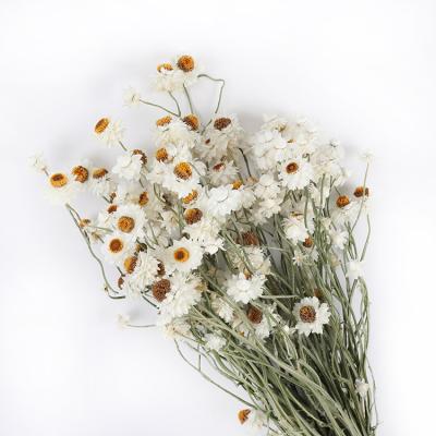 China Wholesale green environmental protection wedding decoration dried flower small small white daisy chrysanthemum for sale