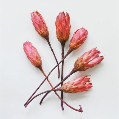 China Environmental Protection Green Protea Fuchsia Repens 2 Pack Dried Flowers For Decoration for sale