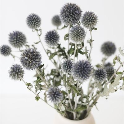 China Environmental Protection Echinops Green Blue Dried Globe Thistles For A Whimsical Design for sale